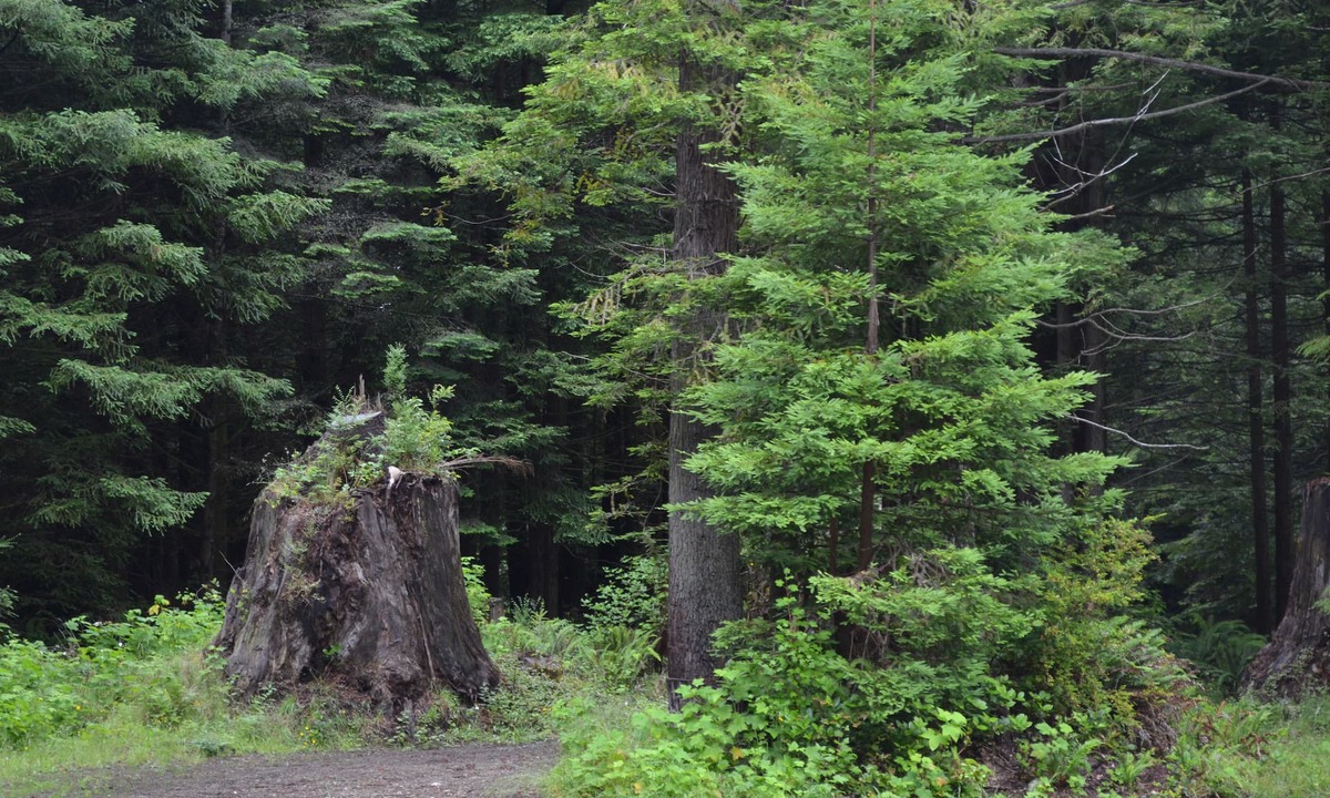 Fort Dick House | Picturesque forest homes