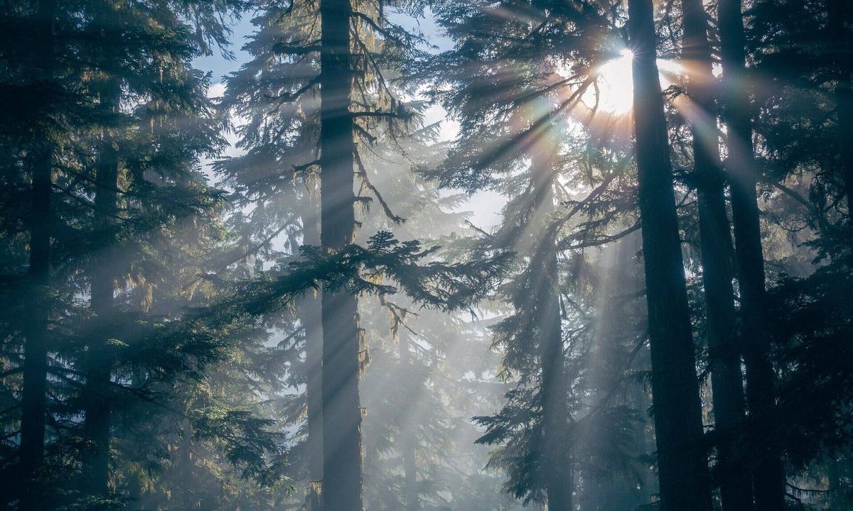 Twin Peaks Cabin | Under the White Fir at The Twin Peaks Lodge