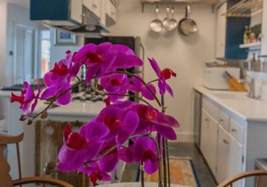 Newly remodeled, uniquely styled property surrounded by botanical-like garden setting.