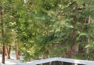 TreetopTerrace at The Twin Peaks Lodge