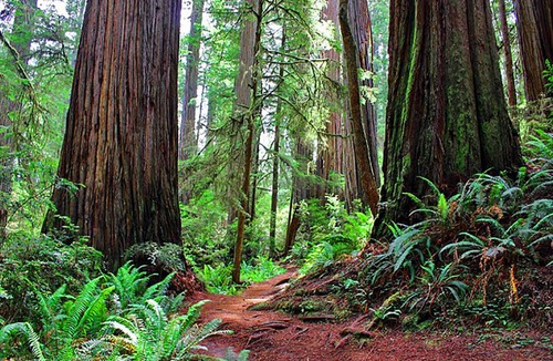 Redwood City Apartment | Entire Mountain Cottage Home - Restaurants, Amazing Hiking & Biking Trails
