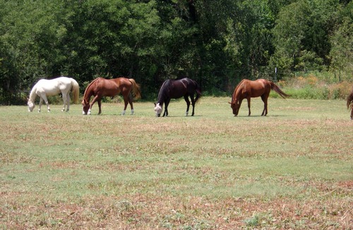 Manchaca House | Farm Stay in the Country 20 Minutes from Downtown/Buda/Manchaca