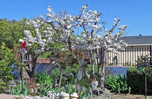 East San Jose Apartment | Peace & Quiet Above Silicon Valley