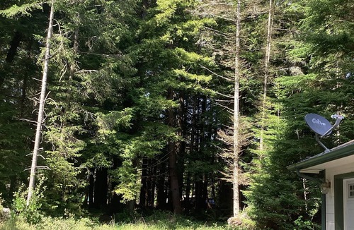 Fort Dick House | Picturesque forest homes