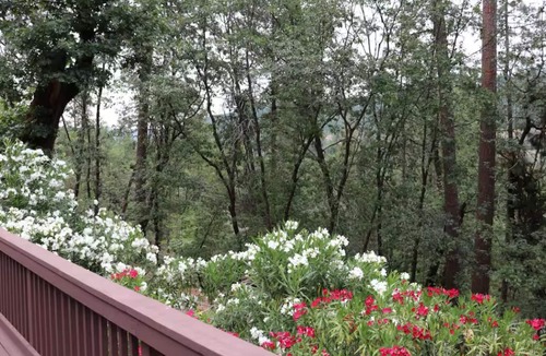 O'Brien House | Timber Lodge a Fully Furnished Home in a Tranquil Forest with Easy Lake Access!