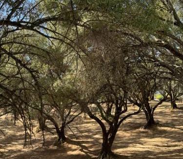 Upper Lake House | Trees of Heaven - Olive House