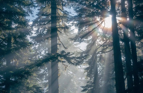 Twin Peaks Cabin | TreetopTerrace at The Twin Peaks Lodge