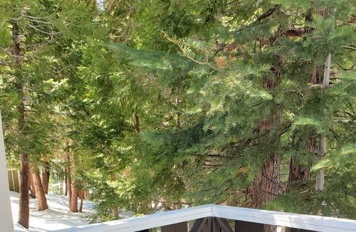 Twin Peaks Cabin | TreetopTerrace at The Twin Peaks Lodge
