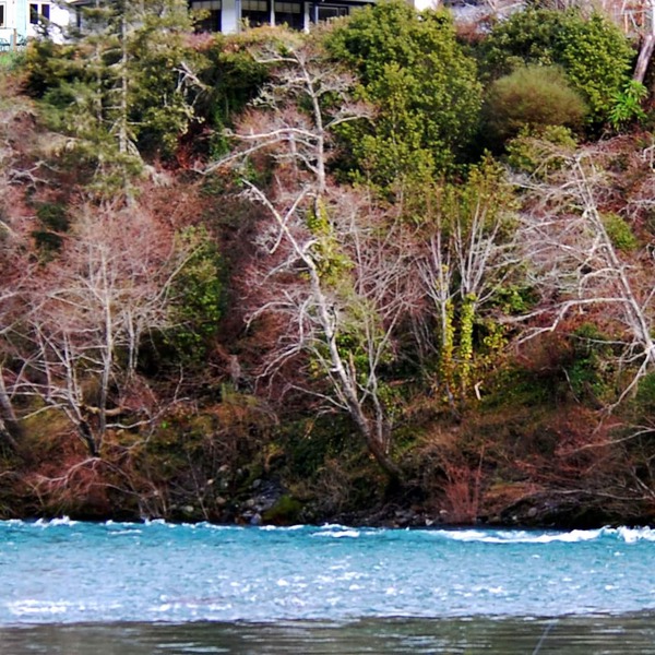 Riverfront Redwood Retreat Nestled in Nature