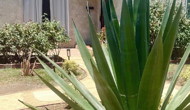 Spanish Oasis in Miracle Mile w/Backyard