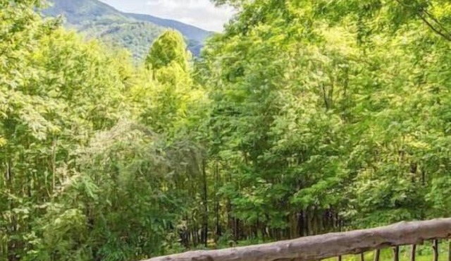 Tranquility Cabin | Rustic Mtn Retreat for 6