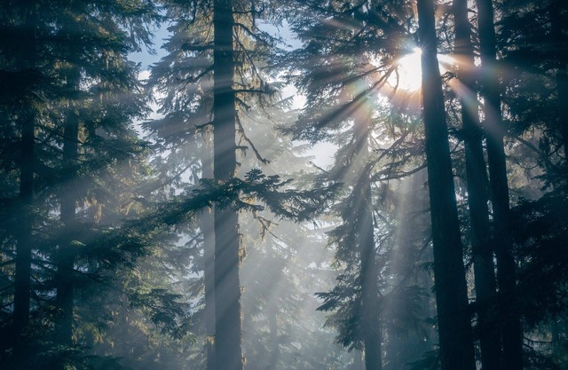 Under the White Fir at The Twin Peaks Lodge