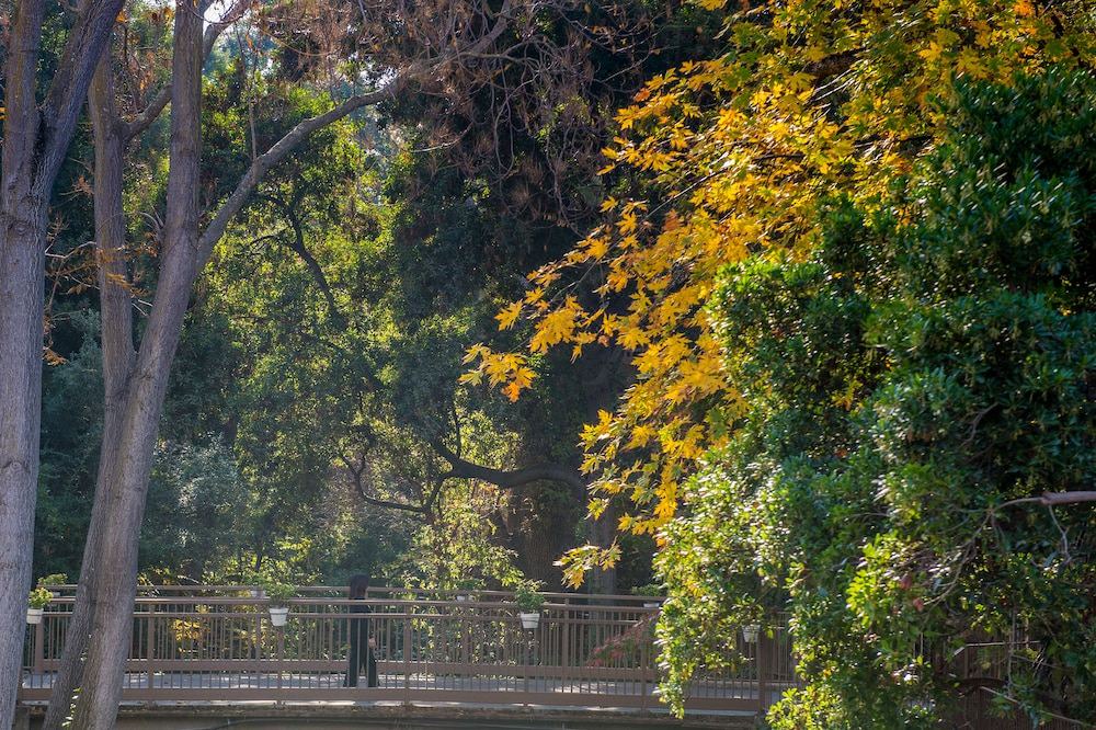Photo of Outdoor in Barron Park