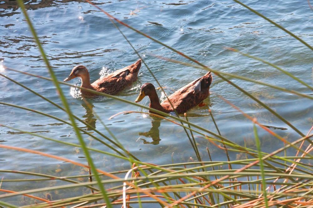 Photo of Others in Upper Lake