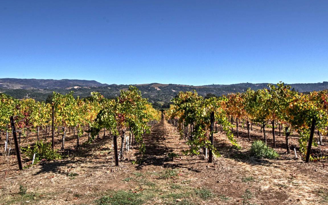 Photo of Others in Sonoma