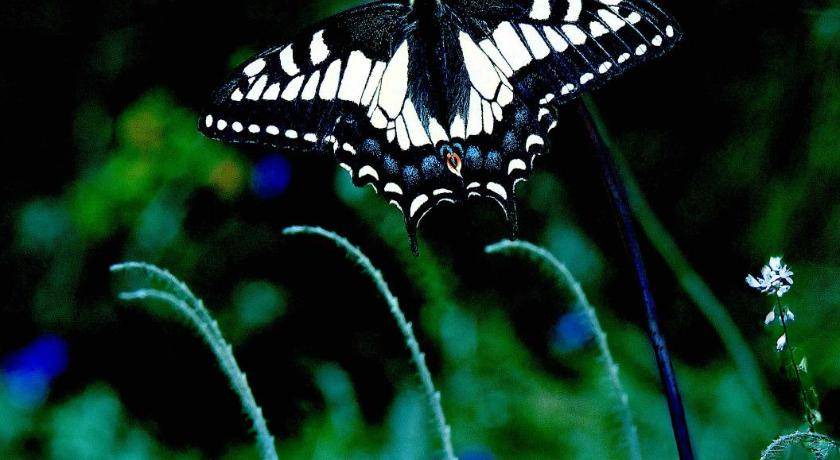 Photo of Others in Mariposa