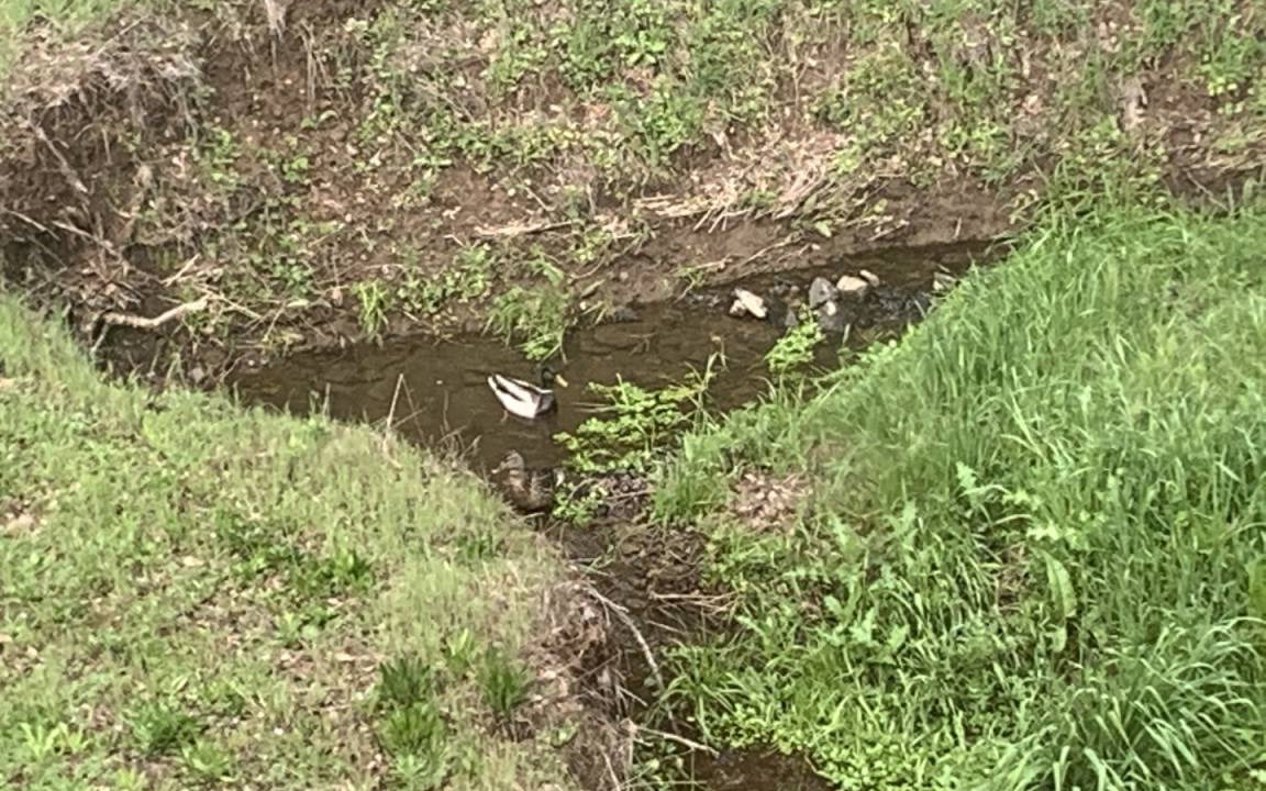 Photo of Others in Shingle Springs