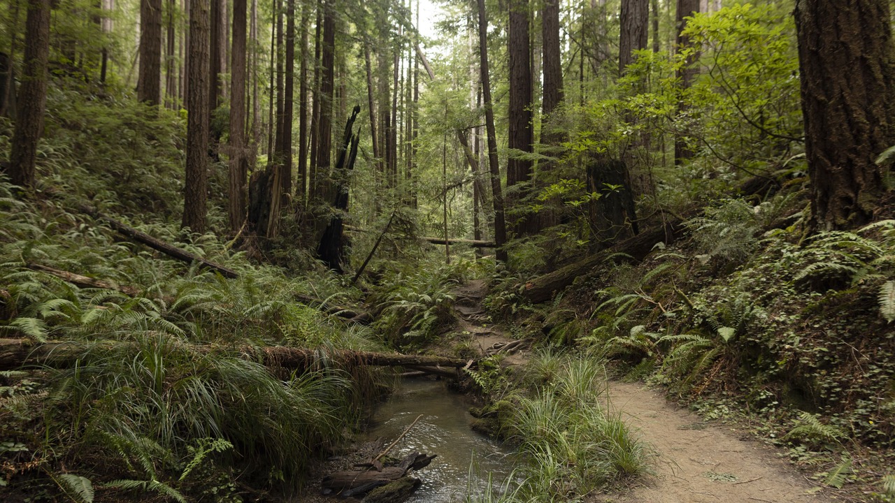 Photo of Outdoor in Little River