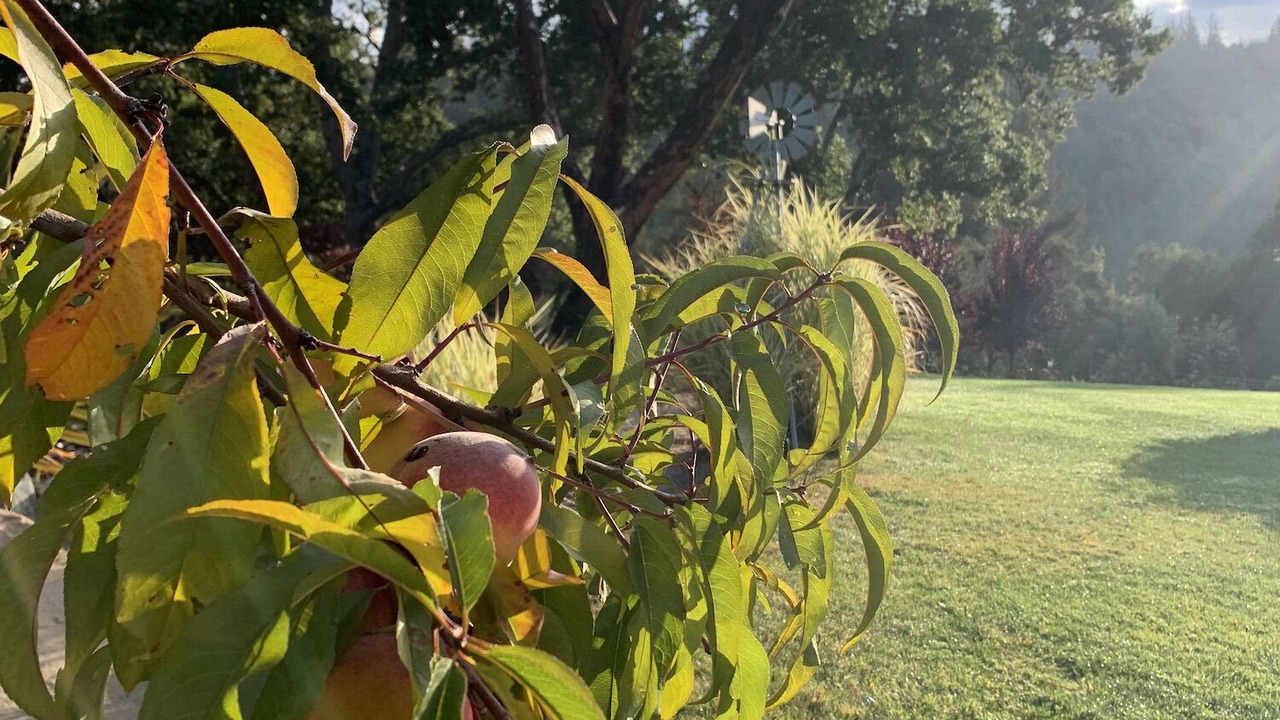 Photo of Outdoor in Los Gatos