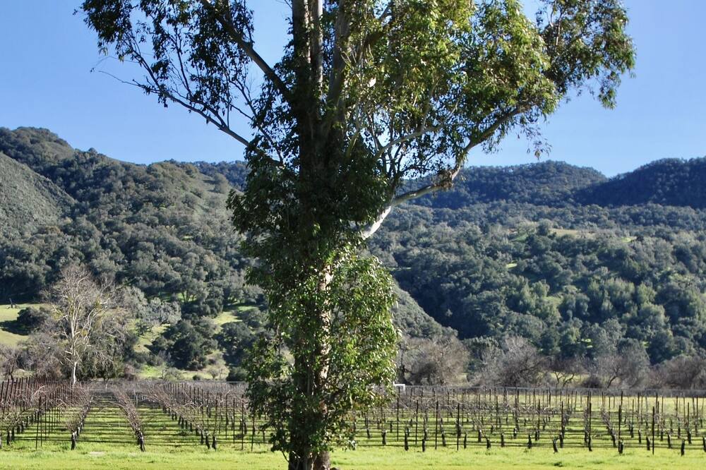 Photo of Others in Santa Ynez