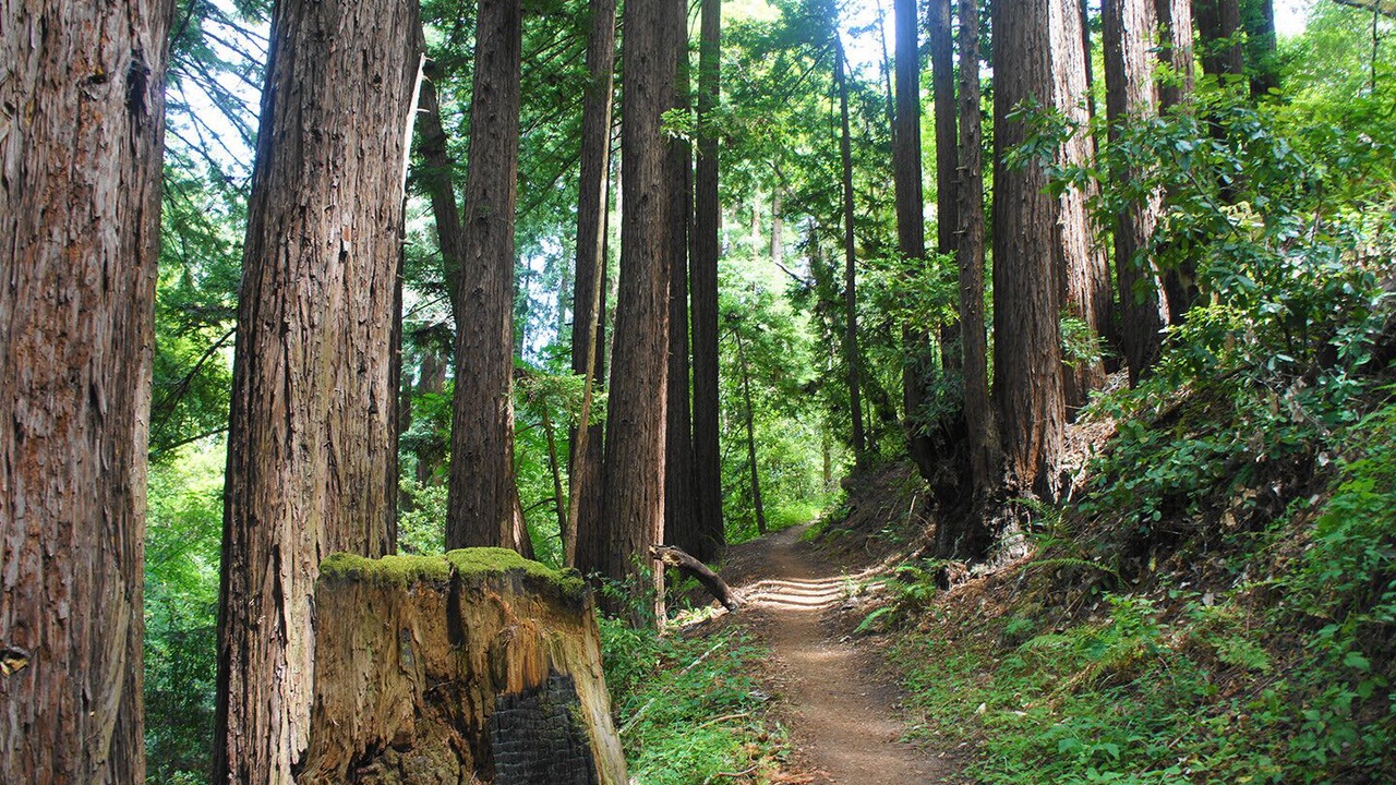 Photo of Outdoor in Redwood City
