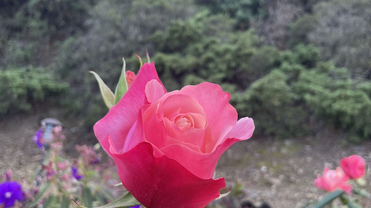 Photo of Outdoor in San Carlos