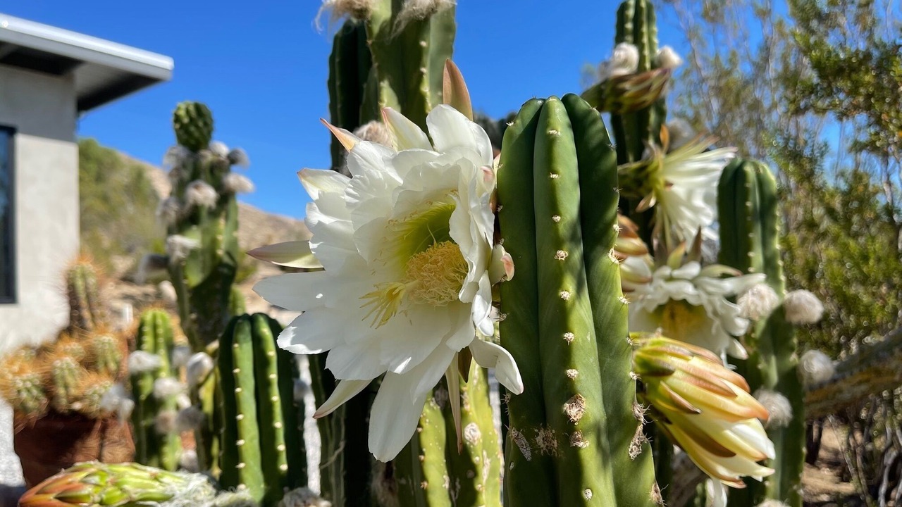 Photo of Outdoor in Morongo Valley