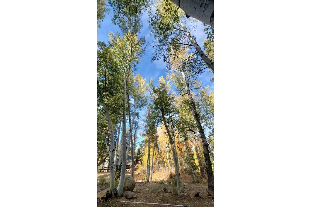 Photo of Others in Ponderosa