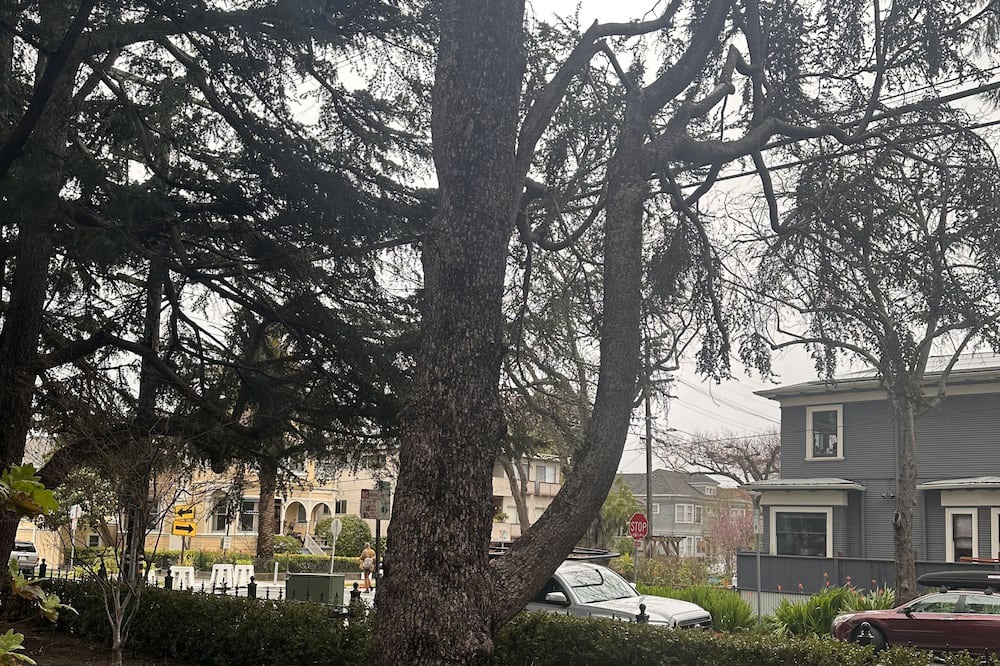 Photo of Outdoor in Downtown Berkeley
