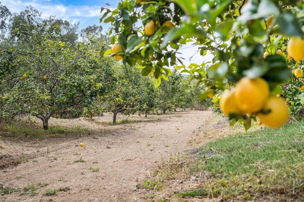 Photo of Outdoor in Escondido