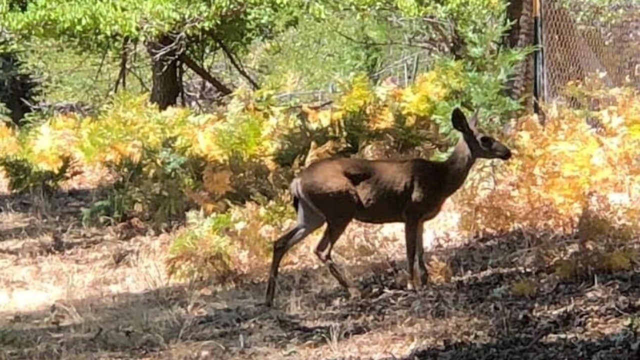 Photo of Outdoor in Palomar Mountain
