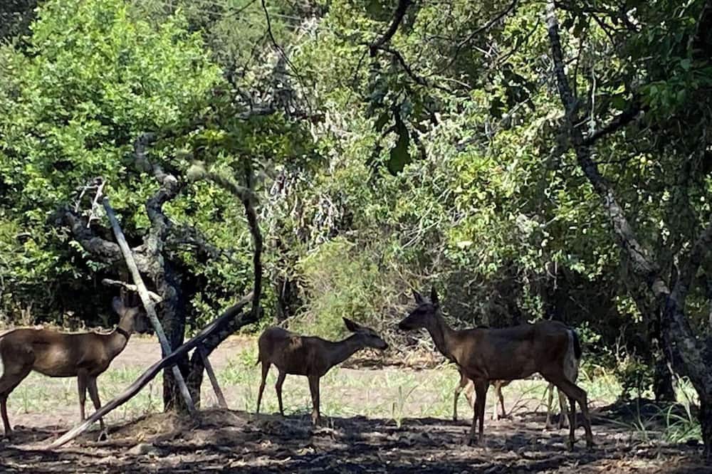 Photo of Outdoor in Los Gatos