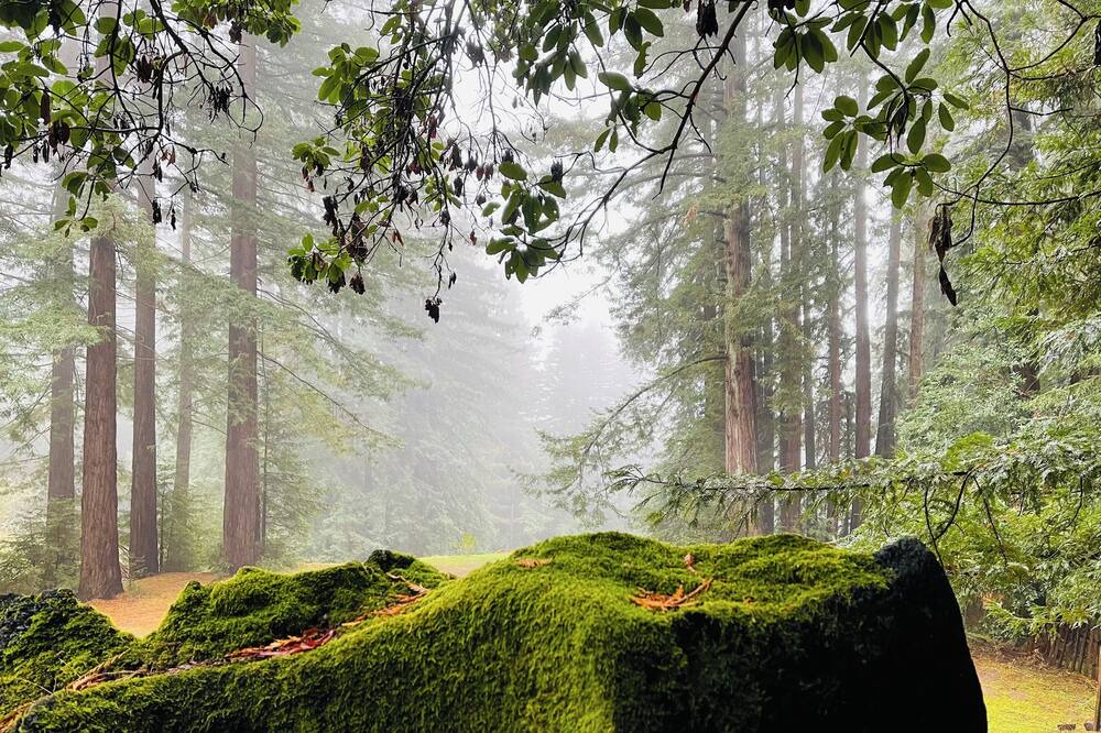 Photo of Outdoor in Los Gatos