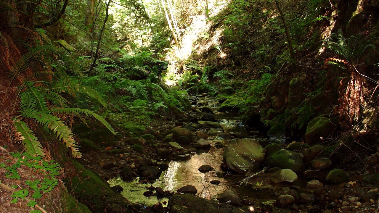 Photo of Outdoor in Los Gatos