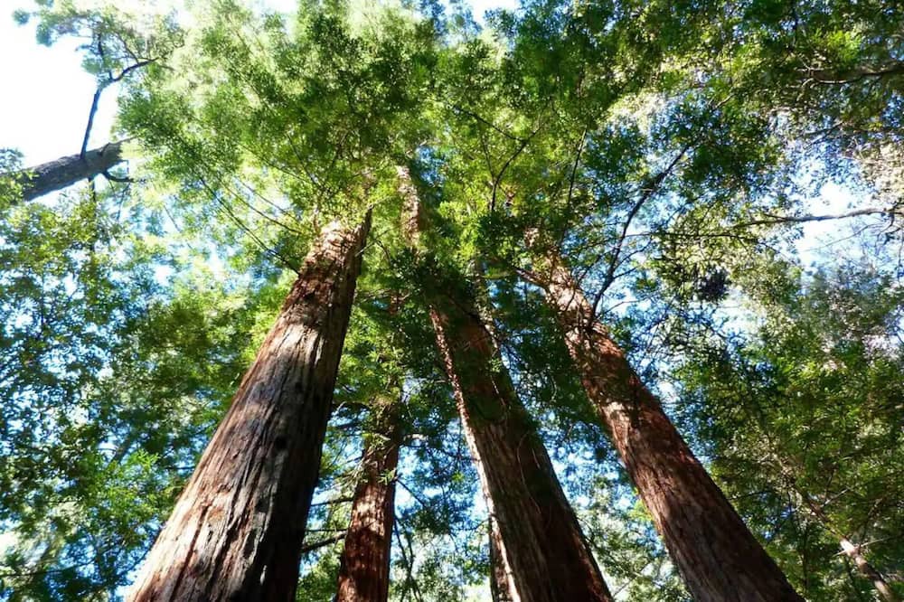 Photo of Outdoor in Santa Rosa