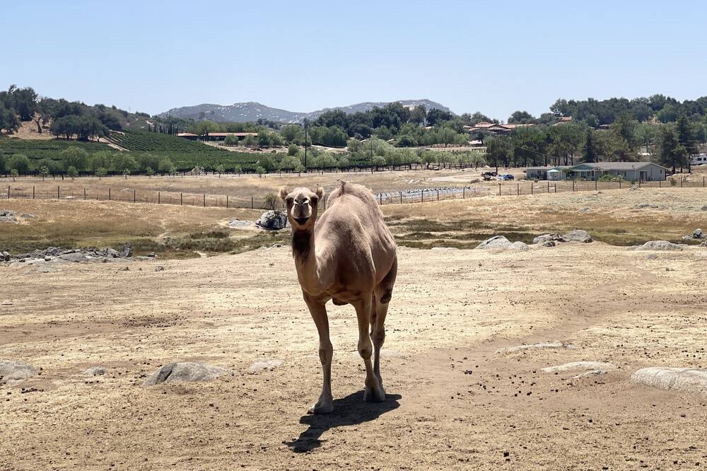 Photo of Others in Julian