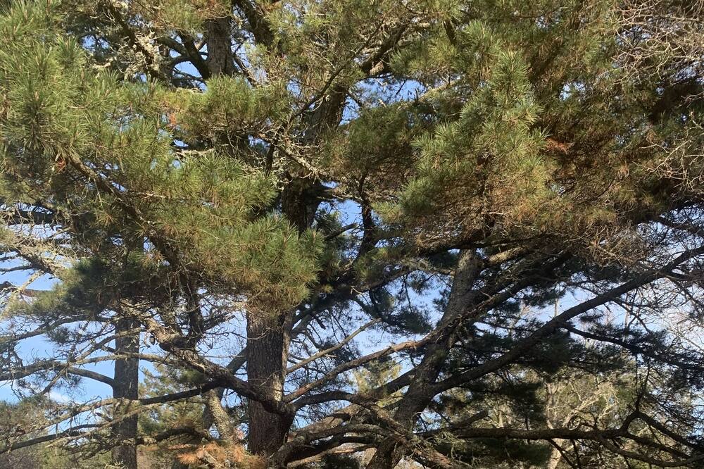 Photo of Outdoor in Los Gatos