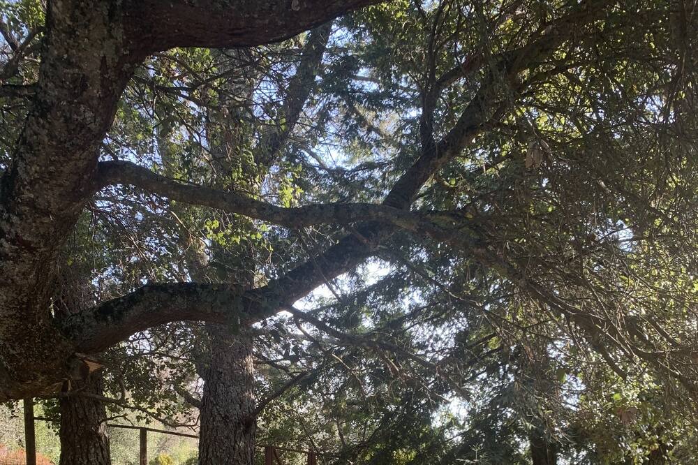 Photo of Outdoor in Los Gatos
