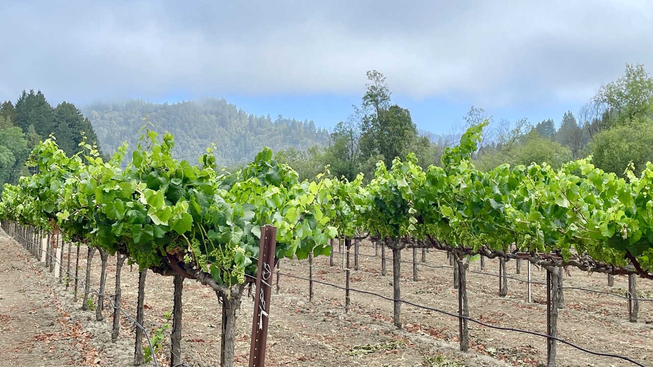 Photo of Outdoor in Guerneville