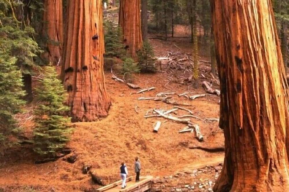 Photo of Outdoor in Oakhurst