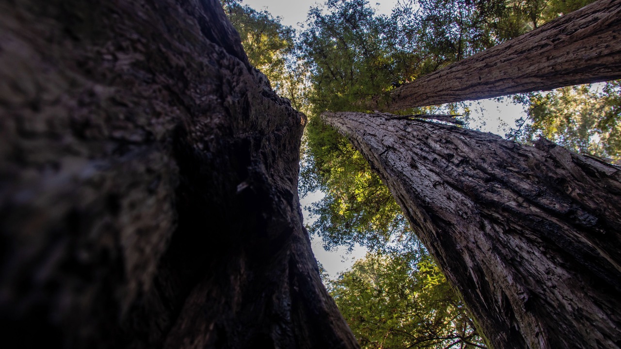 Photo of Others in Guerneville
