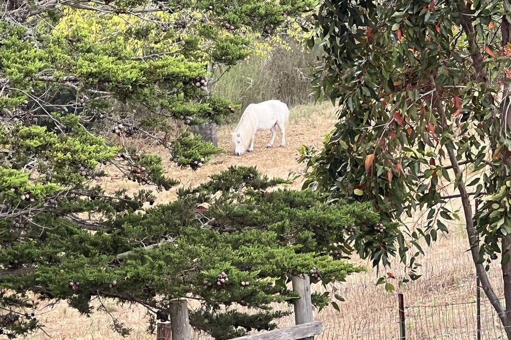 Photo of Outdoor in Bolinas