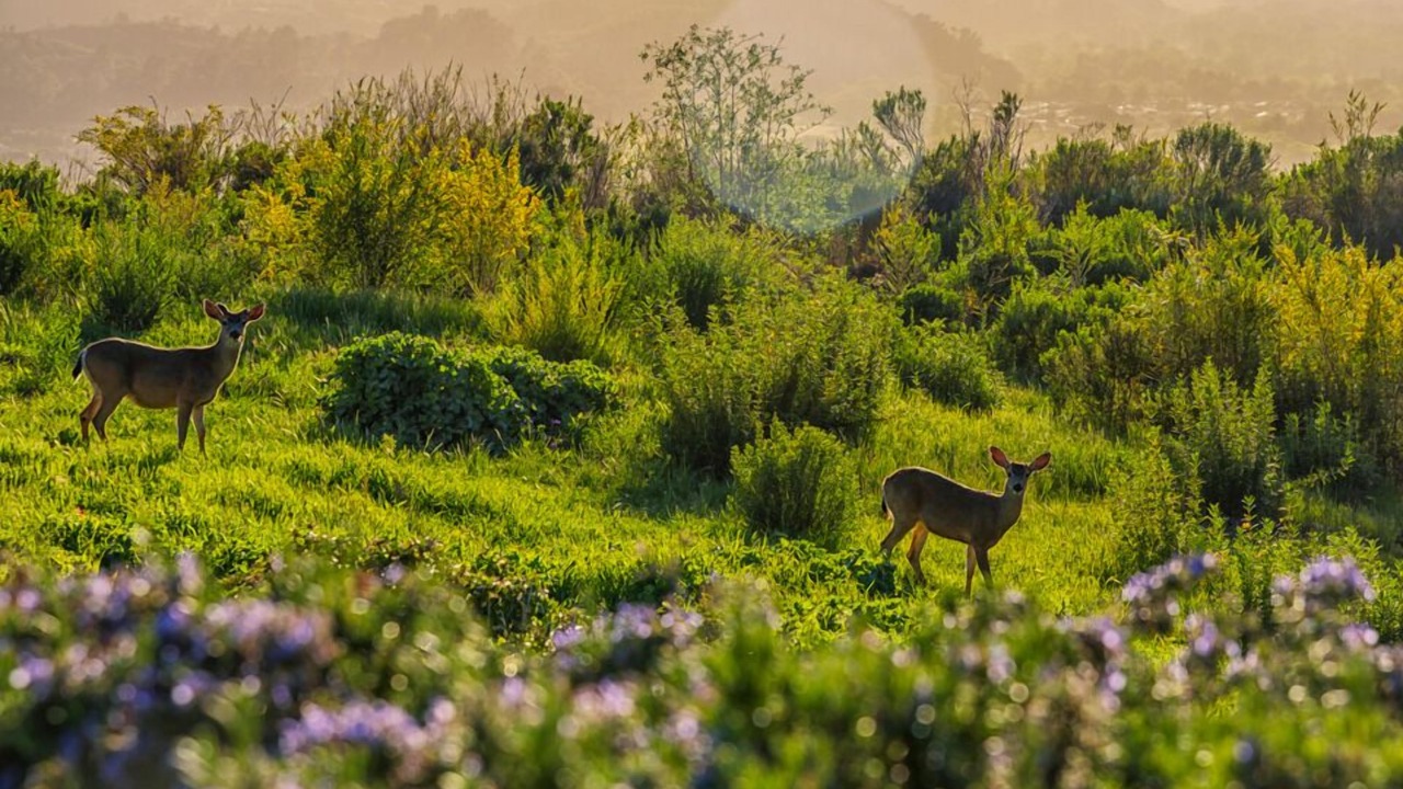 Photo of Outdoor in Carmel