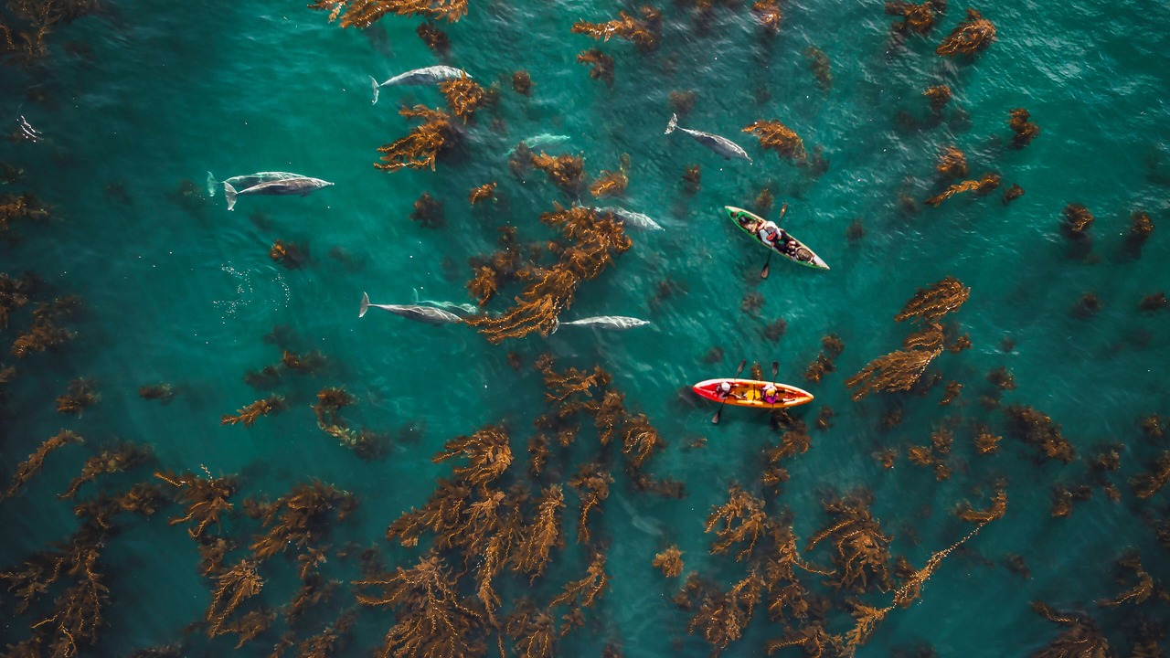 Photo of Others in Rancho Palos Verdes