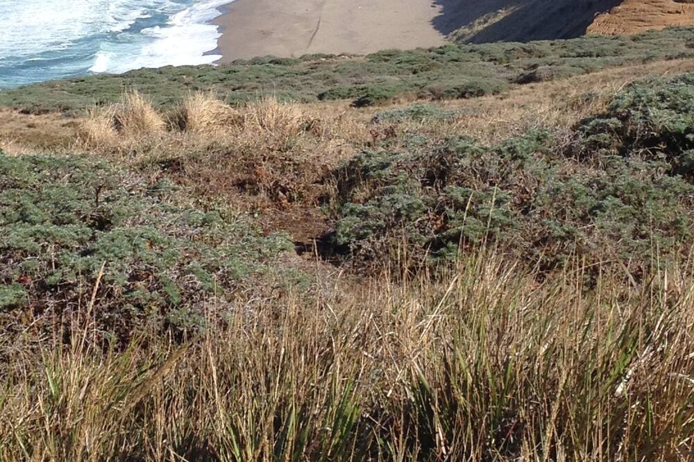 Photo of Others in Point Reyes Station