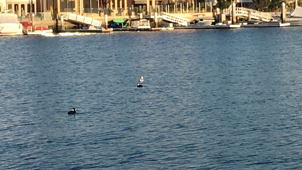 Photo of Others in Belmont Shore