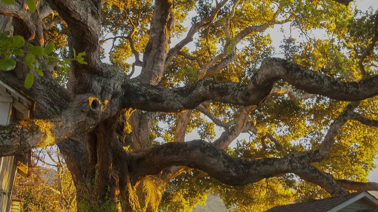 Photo of Outdoor in Carmel