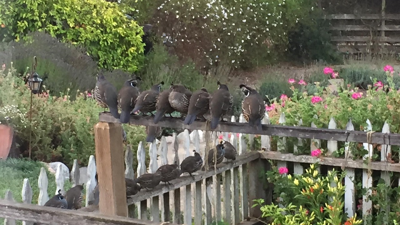 Photo of Outdoor in Carmel