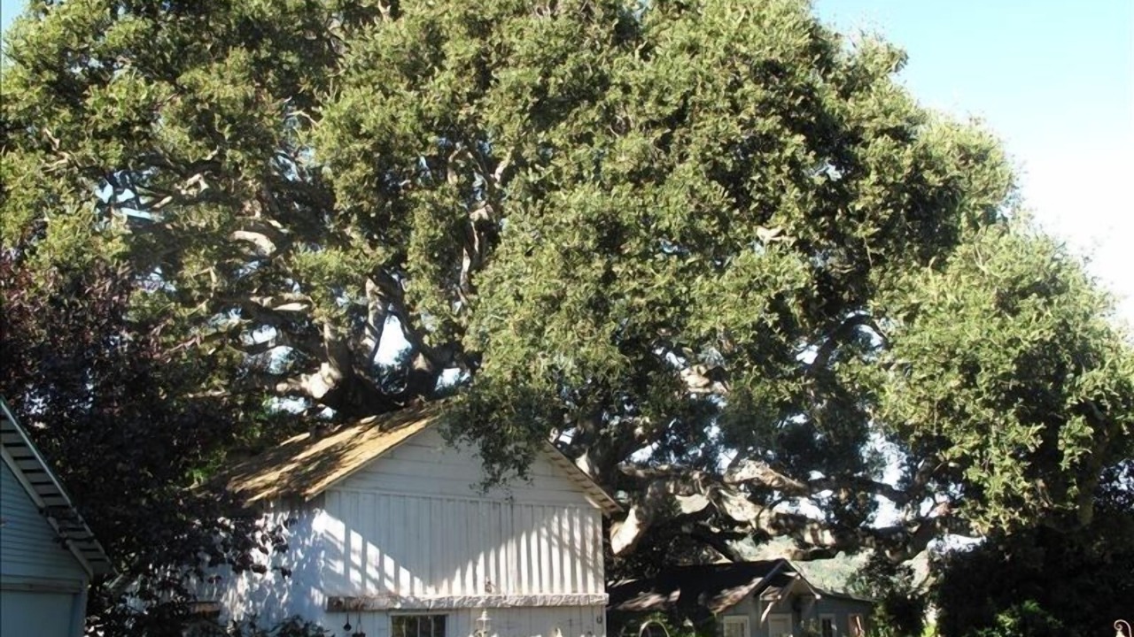 Photo of Others in Carmel