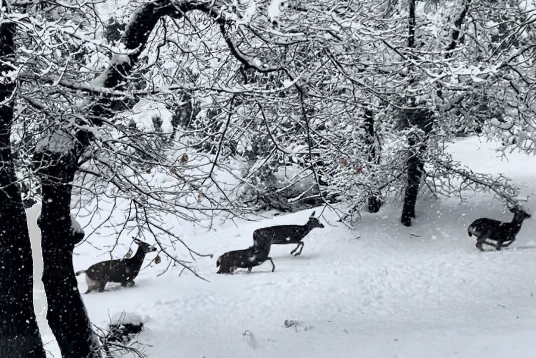 Photo of Others in Wrightwood